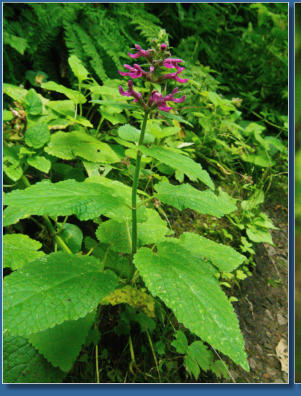 Wahkeena Falls Trail - Columbia River Gorge, OR