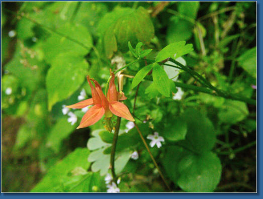 Wahkeena Falls Trail - Columbia River Gorge, OR
