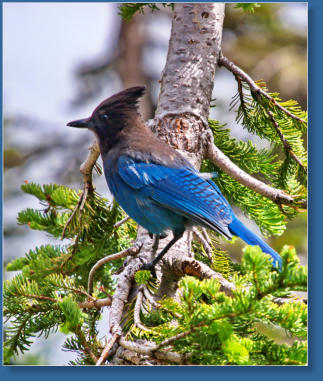 Blue Jay - Mt. Rainier National Park, WA