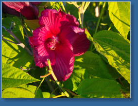 Brews by the Bridge, Redding, CA