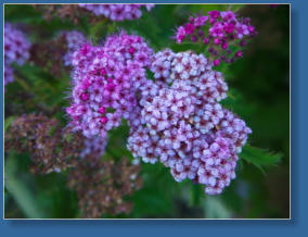 Brews by the Bridge, Redding, CA