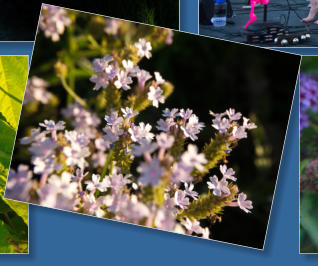 Brews by the Bridge, Redding, CA