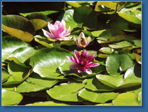 Chinese Garden - Portland, OR