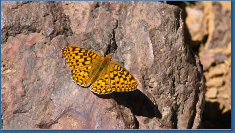 Great Spangles Fritilary, Newberry Crater NM, OR