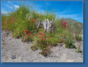 Mount St. Helens National Volcanic Monument, WA