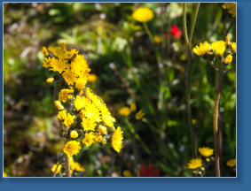 Mount St. Helens National Volcanic Monument, WA