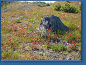 Mount St. Helens National Volcanic Monument, WA