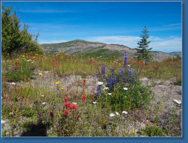 Harris Ridge Trail - Mt. St. Helens NVM, WA