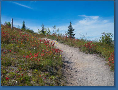 Harris Ridge Trail - Mt. St. Helens NVM, WA