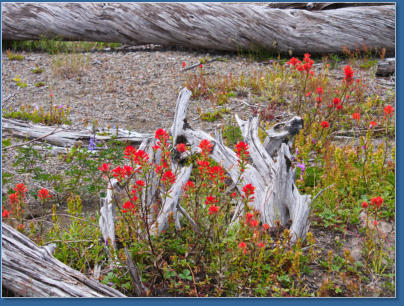 Johnson Ridge, Mount St. Helens National Volcanic Monument, WA