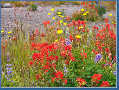 Johnson Ridge, Mount St. Helens National Volcanic Monument, WA