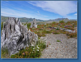 Johnson Ridge, Mount St. Helens National Volcanic Monument, WA