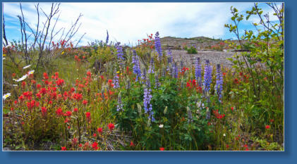 Johnson Ridge, Mount St. Helens National Volcanic Monument, WA