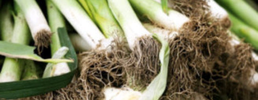 Joss House - Weaverville, CA