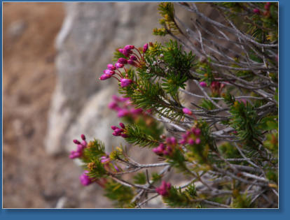 Pinnacle Pine Trail - Mt. Rainier National Park, WA