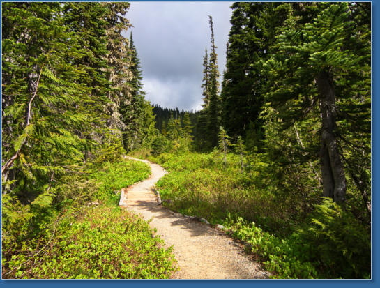 Pinnacle Pine Trail - Mt. Rainier National Park, WA