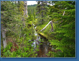 Pinnacle Pine Trail - Mt. Rainier National Park, WA