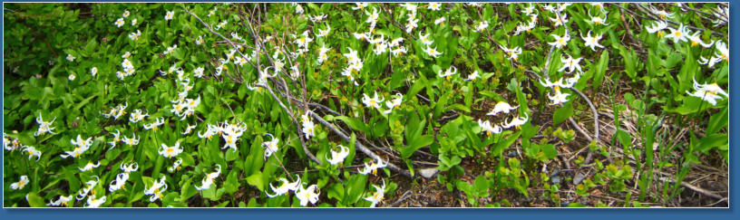 Pinnacle Pine Trail - Mt. Rainier National Park, WA