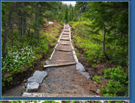 Pinnacle Pine Trail - Mt. Rainier National Park, WA
