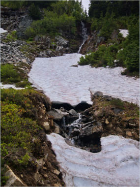 Pinnacle Pine Trail - Mt. Rainier National Park, WA