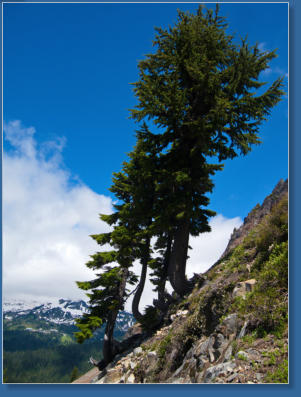 Pinnacle Pine Trail - Mt. Rainier National Park, WA