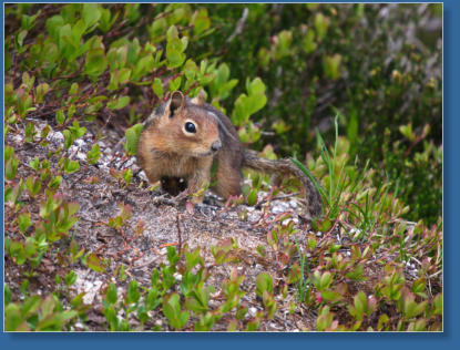 Pinnacle Pine Trail - Mt. Rainier National Park, WA
