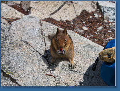 Pinnacle Pine Trail - Mt. Rainier National Park, WA