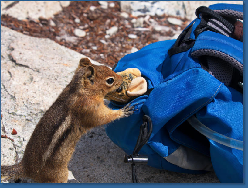 Pinnacle Pine Trail - Mt. Rainier National Park, WA