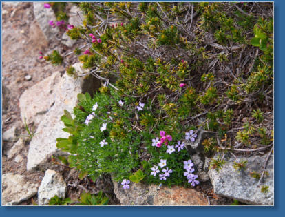 Pinnacle Pine Trail - Mt. Rainier National Park, WA