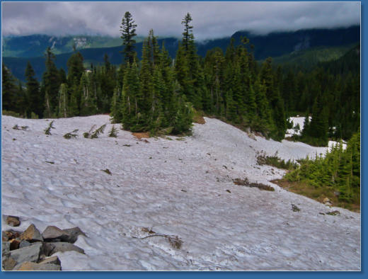 Pinnacle Pine Trail - Mt. Rainier National Park, WA