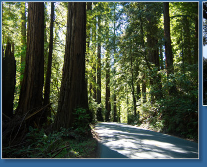Redwood NP