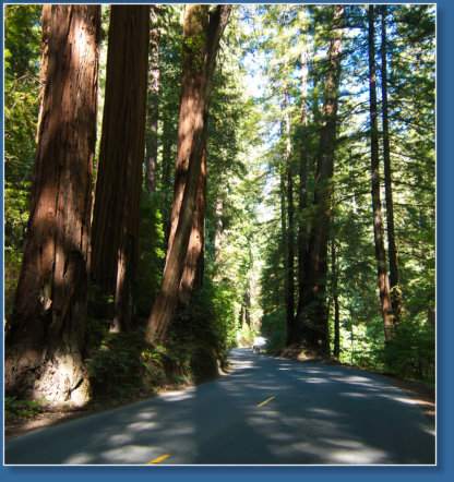 Redwood NP