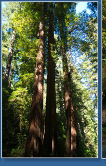 Redwood NP