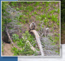 Skyline Trail - Paradise, Mt. Rainier NP, WA