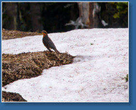 Skyline Trail - Paradise, Mt. Rainier NP, WA