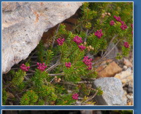 Skyline Trail - Paradise, Mt. Rainier NP, WA