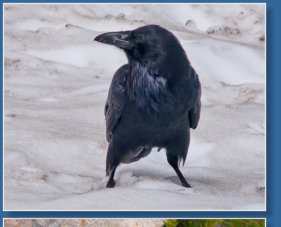 Skyline Trail - Paradise, Mt. Rainier NP, WA