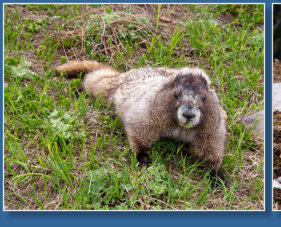 Skyline Trail - Paradise, Mt. Rainier NP, WA