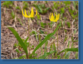 Skyline Trail - Paradise, Mt. Rainier NP, WA
