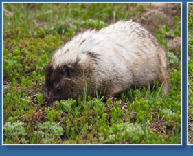 Skyline Trail - Paradise, Mt. Rainier NP, WA
