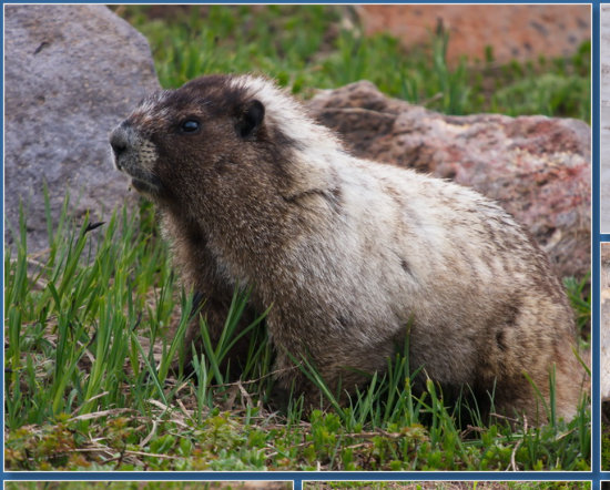 Skyline Trail - Paradise, Mt. Rainier NP, WA