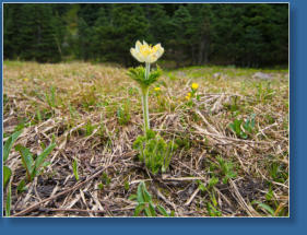 Skyline Trail - Paradise, Mt. Rainier NP, WA