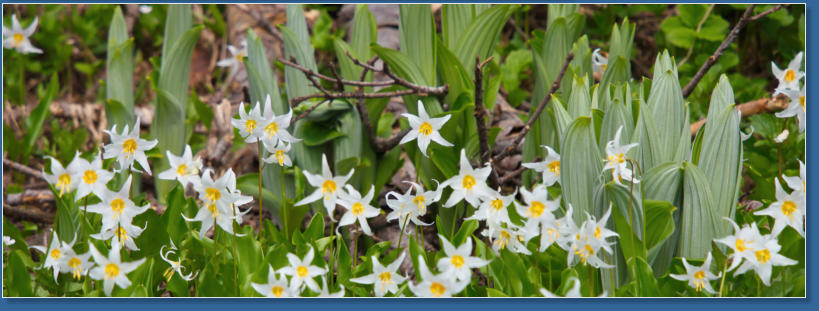 Skyline Trail - Paradise, Mt. Rainier NP, WA