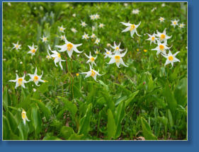 Skyline Trail - Paradise, Mt. Rainier NP, WA
