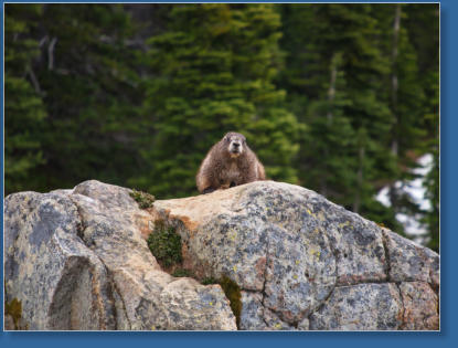 Skyline Trail - Paradise, Mt. Rainier NP, WA