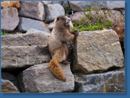 Skyline Trail - Paradise, Mt. Rainier NP, WA