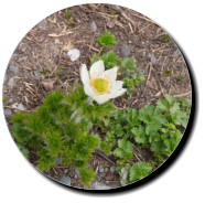 Skyline Trail - Paradise, Mt. Rainier NP, WA