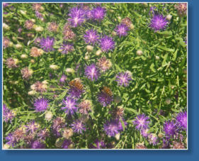 Smith Rock State Park, OR