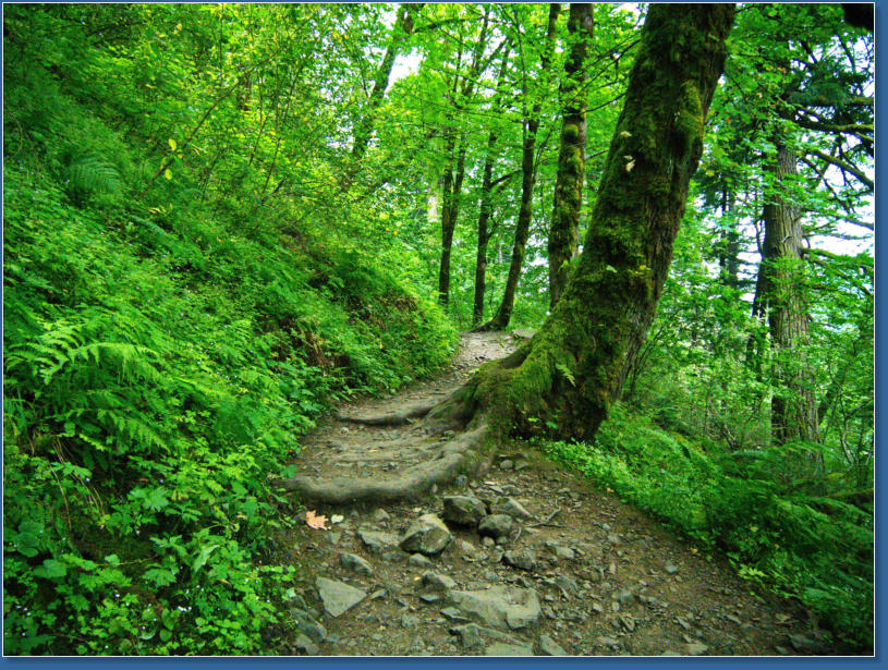 Wahkeena Falls Trail - Columbia River Gorge, OR