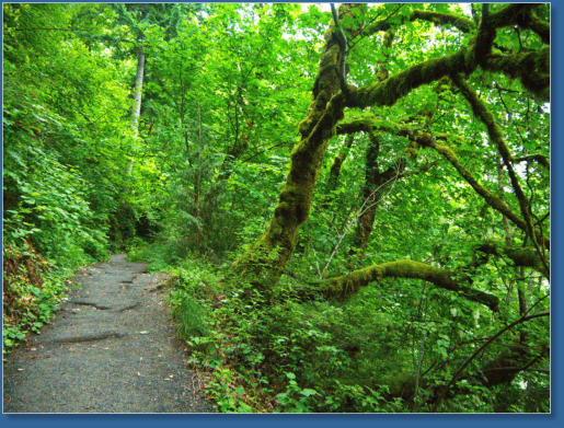 Wahkeena Falls Trail - Columbia River Gorge, OR